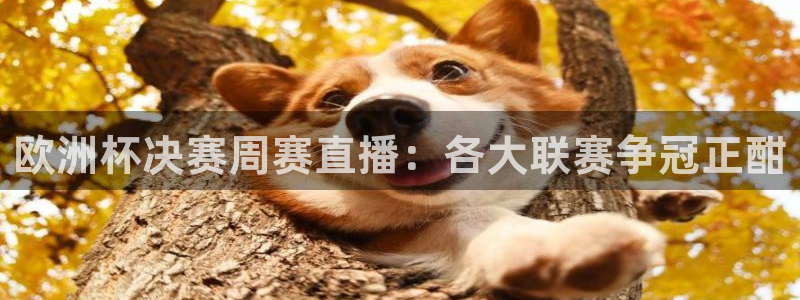 88看球体育：欧洲杯决赛周赛直播：各大联赛争冠正酣